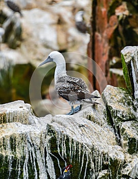 Seagull in the Ballestas Islands 9