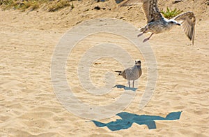 Seagull - Baltic Sea - Usedom Island