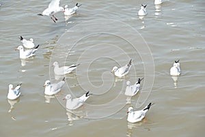 Seagull in Bang Pu sea, Thailand photo