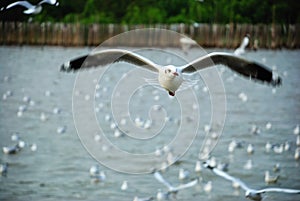 Seagull at Bangpoo, Samutprakarn,