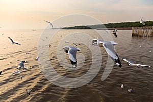 Seagull,BangPu Recreation Center,Samut Prakan,Thailand