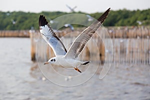 Seagull,BangPu Recreation Center,Samut Prakan,Thailand