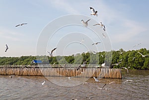 Seagull,BangPu Recreation Center,Samut Prakan,Thailand