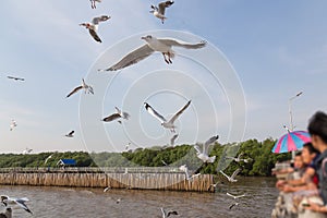 Seagull,BangPu Recreation Center,Samut Prakan,Thailand