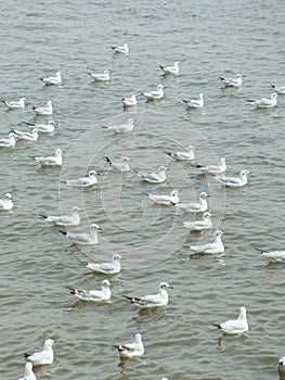 Seagull at Bangpu Recreation, Samut Prakarn, THAILAND