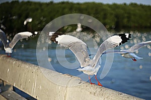 Seagull in Bangpu Samutprakan photo