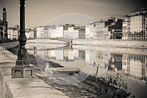 Seagull on banks of Arno river - toned image