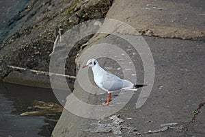 Seagull on the banks of the Sava River, Belgrade, Serbia.