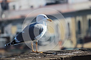 Seagull in Barcelona