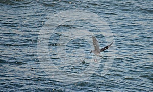 Seagull bathing photo