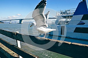 Seagull and the Bay Bridge