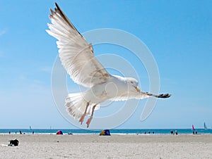 Seagull on the beach