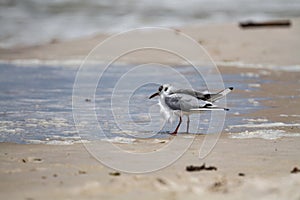 Seagull on the beach