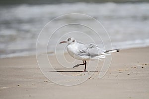 Seagull on the beach