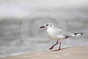 Seagull on the beach