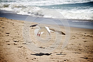 Seagull-Beach