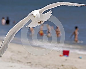 Seagull and Beach