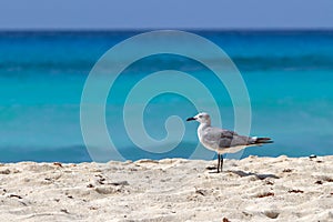 Seagull on the beach