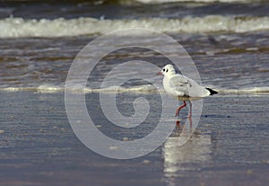 Seagull on the beach