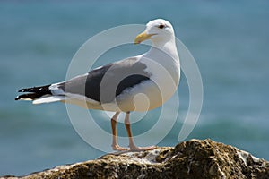 Seagull on the beach