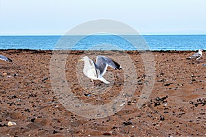 Seagull on the beach