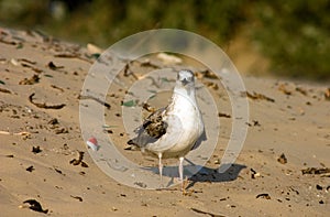 Gaviota sobre el Playa 