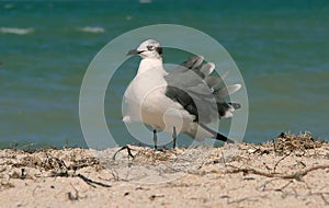 Seagull On The Beach