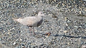 Seagull on the beach