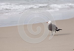 Seagull at the Beach