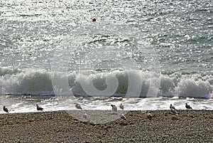 Seagull on beach against wave and sparkle sea