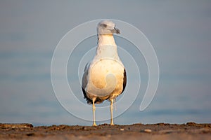 Seagull on the beach with a background the sea photographed in the middle in front looking at the camera