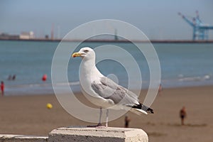Seagull on the beach in Blankenberge atNorth of Belgium
