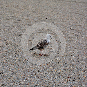 Seagull on the beach of the city Constanta, harbor at Black Sea.
