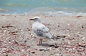 Seagull on the beach