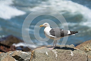 Seagull on the beach, close up portrait