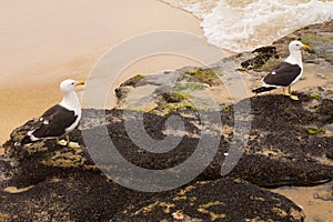 Seagull on the beach. Gaivota