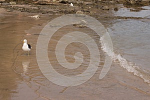 Seagull on the beach. Gaivota