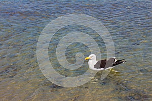 Seagull on the beach. Gaivota