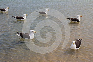 Seagull on the beach. Gaivota