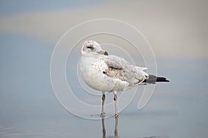 Seagull on the beach at Hilton Head Island Beach, South Carolina