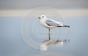 Seagull on the beach at Hilton Head Island Beach, South Carolina