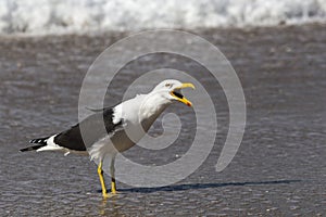 Seagull on the beach