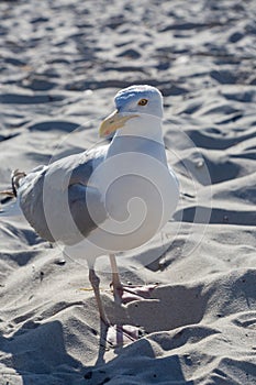 Seagull on the beach looking sidewards