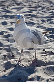 Seagull on the beach looking to the front