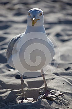Seagull on the beach looking to the front