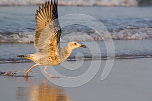 Seagull on beach at Mandvi