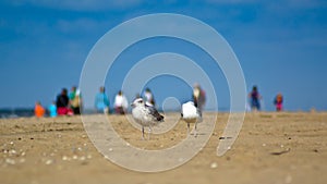 Seagull at the beach with people in the background.