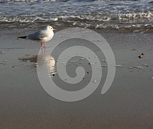 A seagull on the beach in Pusan, Korea