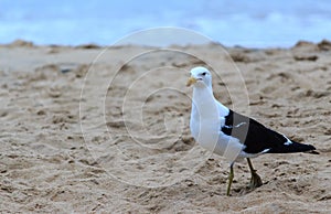 Seagull in a beach photo