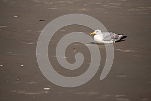 Seagull on the Beach by SPO